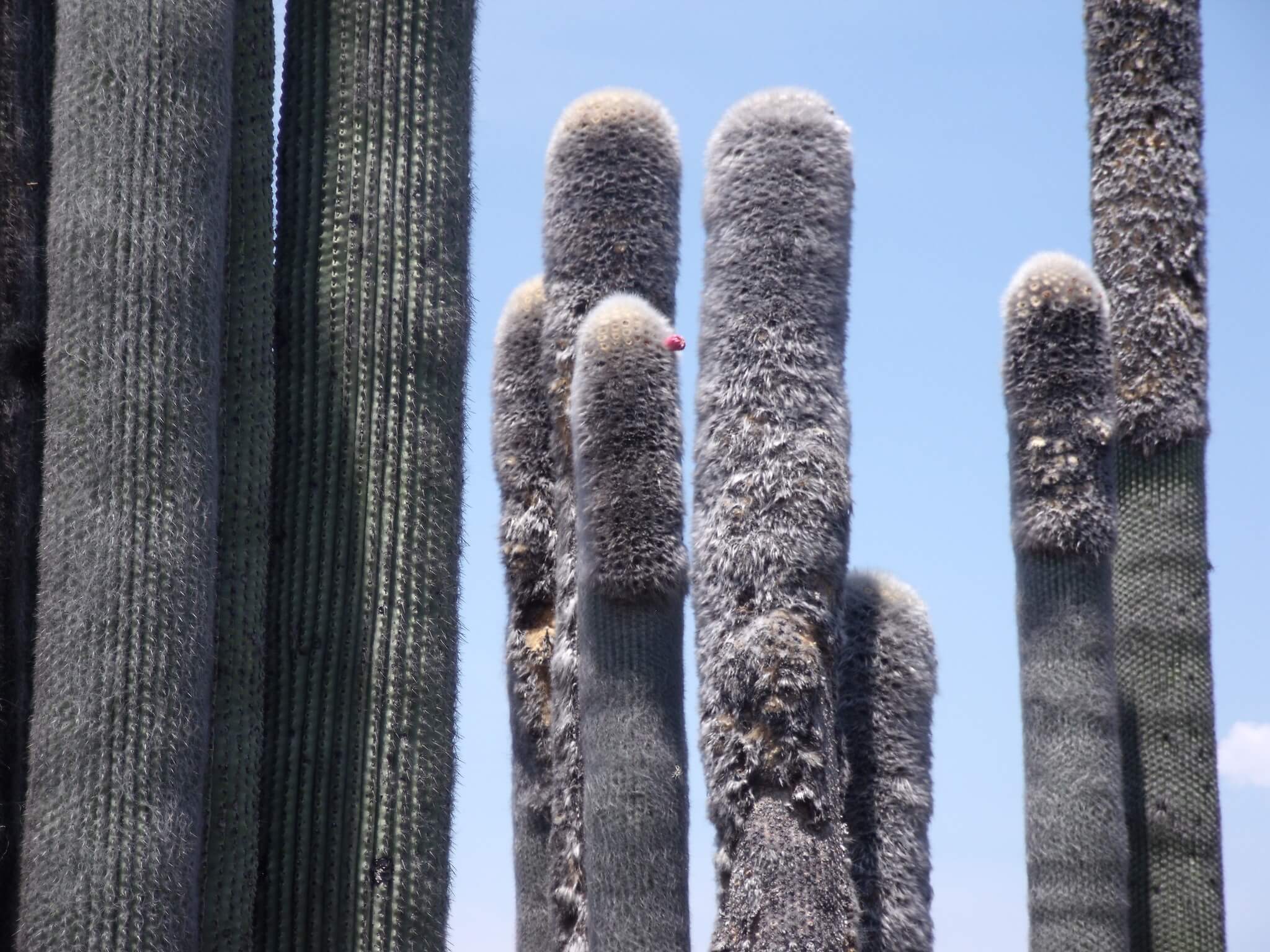 Cephalocereus senilis